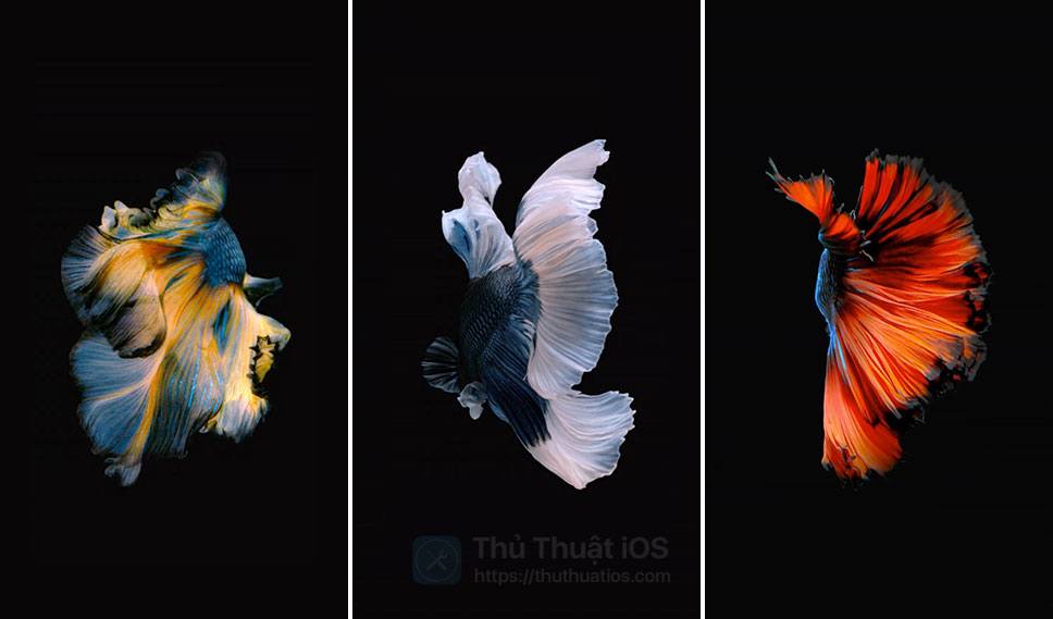 Tổng hợp những hình nền cá chép hóa rồng cho iphone đẹp nhất hiện nay